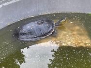 Wasserschildkröten - Hagenow