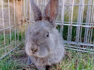 Zwergkaninchen kastrat,4 Monate, kastrierter Bock - Zarrentin (Schaalsee)