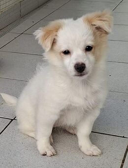 Wilma wünscht sich ein Zuhause - Voerde (Niederrhein) Zentrum