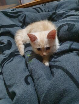 2 Kitten 12 Wochen und eine fast 6 Monate junge Dame! - Gelsenkirchen Bismarck