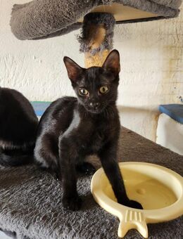 Velma; schwarze Samtpfote - Geilenkirchen