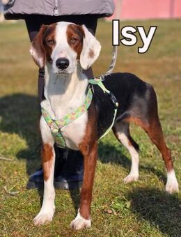 Isy sucht ein Zuhause - Linden (Hessen)