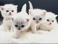 Wunderschöne Reinrassige Bhk - Kitten - Villingen-Schwenningen