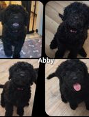 Verkaufen Lagotto-Doodle-Welpen in 04519