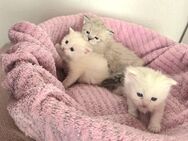 Reinrassige Ragdoll Kitten - Gelsenkirchen