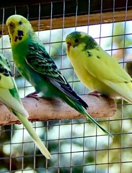nestjunge Wellensittiche abzugeben - Greifswald