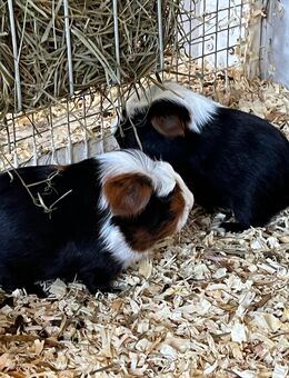 Meerschweinchen Babys - Schöntal