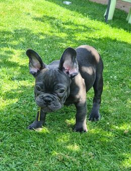 Französische Bulldogge Welpen, 2 Rüden sind noch frei! - Krefeld