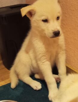 Husky Welpen - Wanzleben-Börde