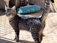 Junge, fröhliche Katze Tirana - Karlsruhe