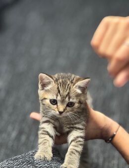 Katzenbabys Kitten Katzen Baby geb 02.05.2025 - Nürnberg