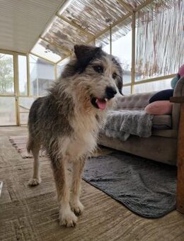 Boomer; gestandener Veteran - Geilenkirchen