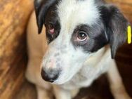 TARTUFO ~ schüchterner Hundeblick - Duisburg