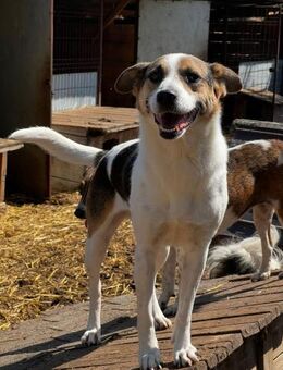 COCO - freundliche Familienhündin - Schlitz