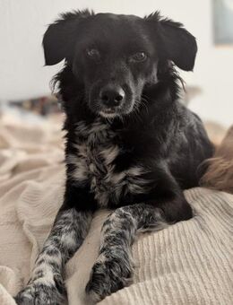 Lou sucht ein Zuhause - Celle