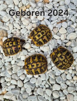 Wegen Zuchtaufgabe Landschildkröten abzugeben - Adelschlag
