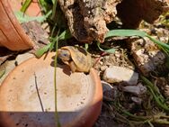 Griechische Landschildkröte Nachzuchten Testudo hermanni boettgeri (Ostrasse) - Kösching