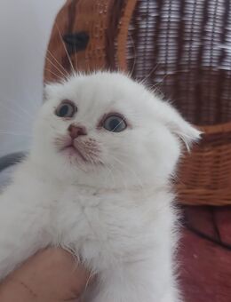 Wunderschöne BKH Kitten Weiblich - Essen