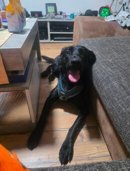 Labrador mix Hündin 18 monate alt - Lebach
