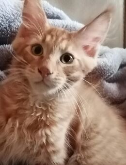 Reinrassiger Cooni Kitten Kater o. P. - Petershagen