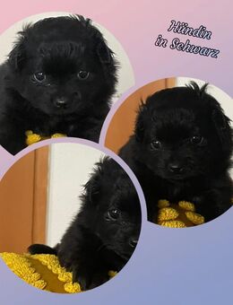 Wunderschöne Pomchi Welpen zu verkaufen - Lahnstein