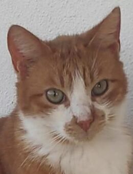 Benjico, geb. ca. 04/2021, Griechenland - Markdorf