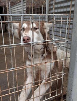 Oreo wartet ab Januar südlich von HH - Rosengarten (Niedersachsen)