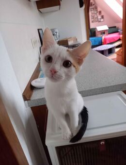 Calico Kätzchen suchen Zuhause - Kritzow