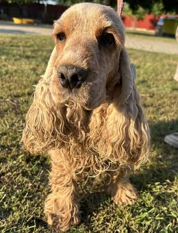 🍬 Candy sanfte Cocker-Spaniel-Dame - Kassel
