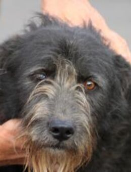 Kami - hübscher Wuschelrüde - Lohra