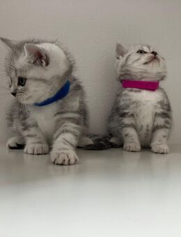 Bkh Kitten Tabby Britisch Kurzhaar Black Silver Whiskas - Lohne (Oldenburg)