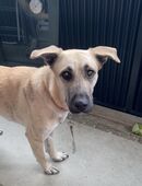 Zuhause gesucht in 60528