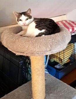 Liebe Farah - hoch schwanger entsorgt ! - Kempen