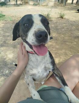 CLAIRE - wartet schon lange auf ihr Heim - Aerzen