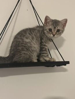 British Kurzhaar BKH Kitten - Frankfurt (Main) Schwanheim