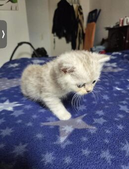 Baby Katzen abzugeben - Geseke