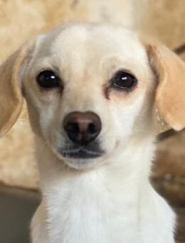 Morwen, geb. ca. 11/2023, GRIECHENLAND - Euskirchen