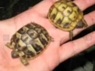 Griechische Landschildkröten Babys 2024 weiblich - Sinzing