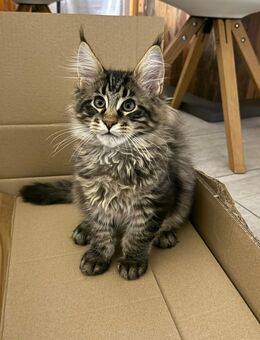2 Zuckersüsse Maine Coon Bubis - Aindling