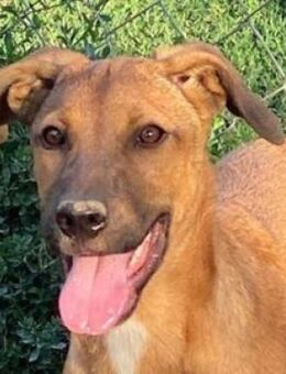 COOKIE braucht unsere Hilfe - Hof