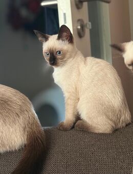 Siam Kitten 1Junge geb 1.09.2025 stubenrein und zuckersüß - Rostock Brinckmansdorf