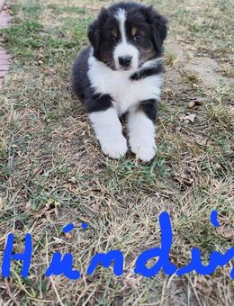 Australian Shepherd Welpen zu verkaufen - Stemwede