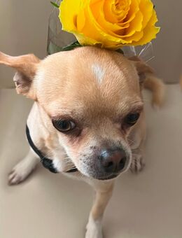 Reinrassiger Chihuahua-Deckrüde sucht passende Hündin - Berlin