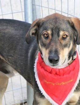 Verschmuster Caesar sucht Zuhause - Bergkirchen