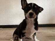 Chihuahua Mix Welpen - Vettweiß