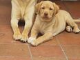 Labrador Retrevier Welpen in 74575
