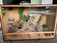 XXL Terrarium | guter Zustand - Neuenkirchen (bei Greifswald)