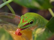 Großer Madagaskar Taggecko: Jungtiere 0.0.5 DNZ 07-09/24 High Red - Krefeld