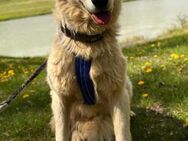 Lotte - Familienhund, Kinderlieb - Blankenheim (Nordrhein-Westfalen)