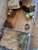 Zwerg Häsin in 04318